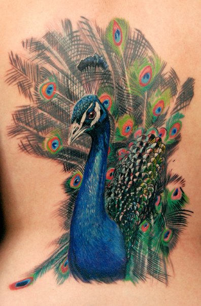 A Stunning Peacock tattoo