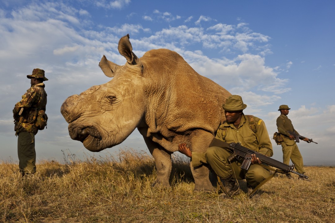 Rhino-wars-Rhinoceros-photo-Brent-Stirton
